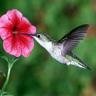 hummingbird3172