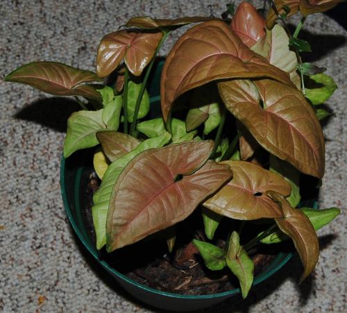 More accurate color in this pic of Syngonium
