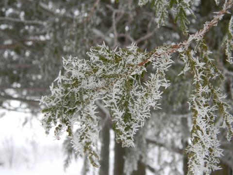 Cedar with frosty coating.