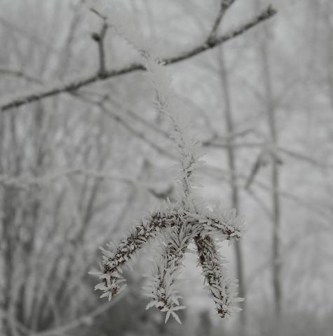 Frost on a white birch catkin.