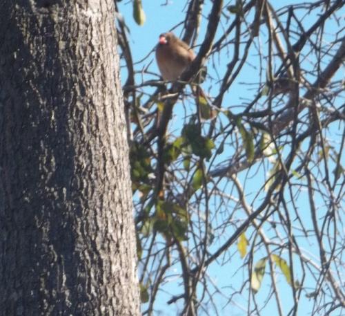 Female cardinal watching from tree