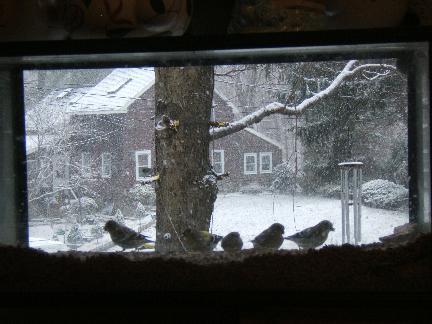 kitchen bird feeder