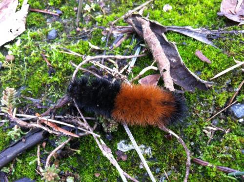 Wooly Bear in February???  crawling right along