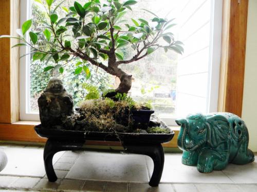 Buddha at the bonsai with volunteer fern