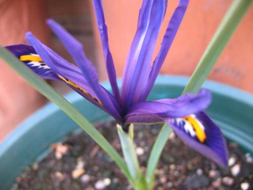 iris reticulata 