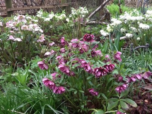 Hellebores are fantastic this year
