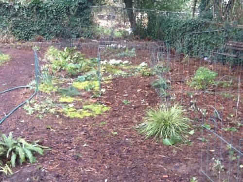 New woodland area barked and filling in
