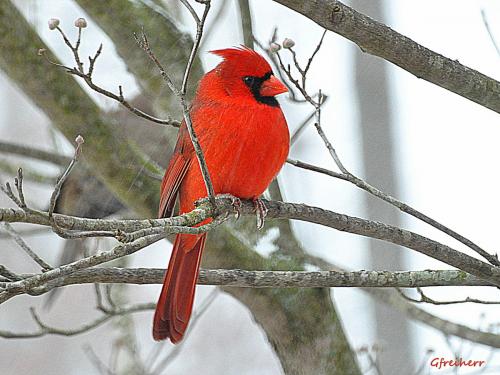 Male cardinal
