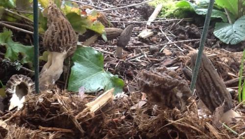Bed filled with varying sized morels