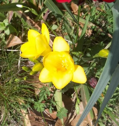 another yellow freesia