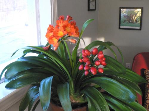 Clivia miniata growing in my office