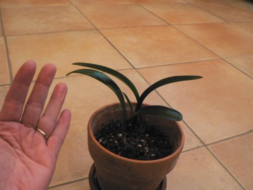 Baby clivia, grown from seed, 9 months
