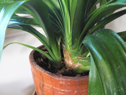 See the clivia 'pup'?