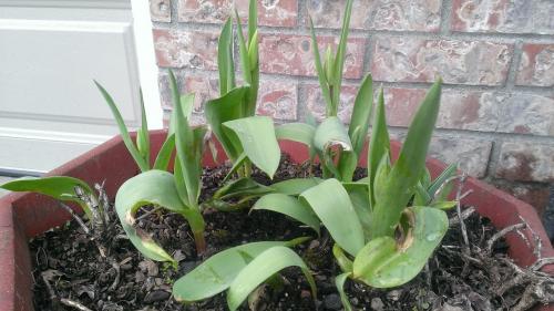 unhealthy tulips