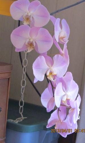 Large orchid in bedroom. 