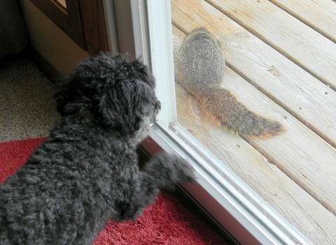 Squirrel leting Tootsie know what it thinks about her.