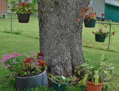 A hodge of hodge pots around pecan tree