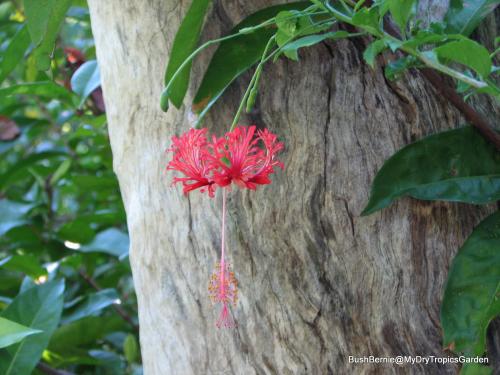 Hibiscus schizopetalus or Japanese Lantern