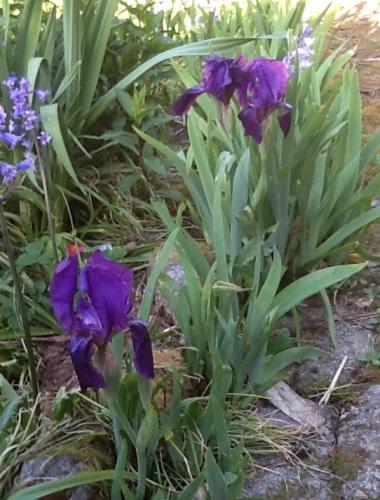 More of the old iris scattered through the back yard.