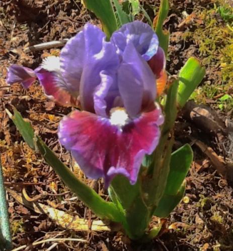 Dwarf Bearded Iris 'Devoted'