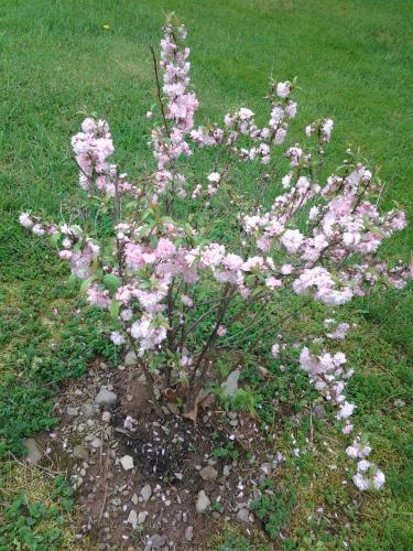 Pink Flowering Almond