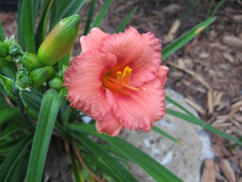 Daylily - Tropical Delight (mini) 05-09-13