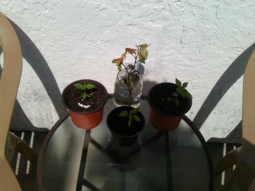 Chili pepper plants and a gardenia i hope to root 5/9