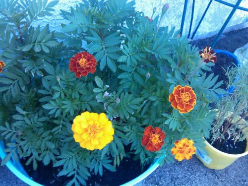 Marigolds i grew from seed 5/9