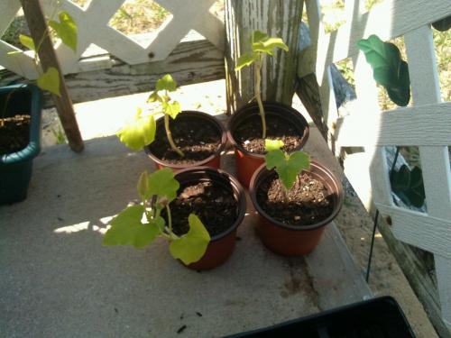 4 surviving pumpkin plants 5/9