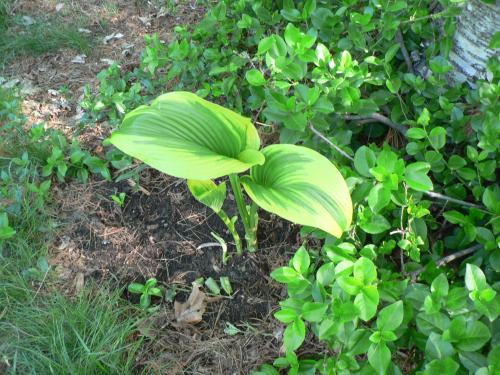 I just planted this hosta, a offshoot of a parent