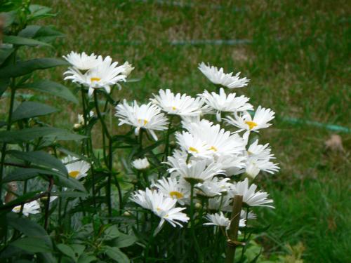 White daisies will always provide light