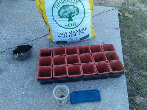 Germinated seeds getting ready for planting