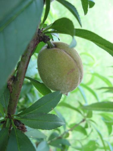 Fruit valt van perzikboom