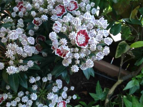 Red and white flowers. Bell shape.