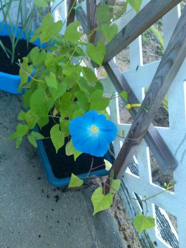 5/22 forth morning glory bloom :)