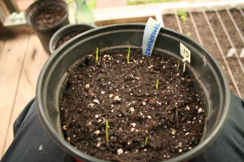 Tetraploid Daylily Seedlings