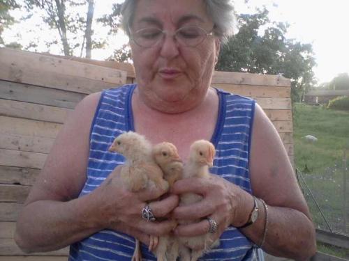 buf orphanings chicks