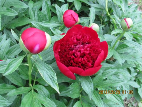 Peony May 30 2013-Red Charm Peony.Considered among the top peonies by many growe