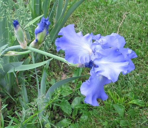 Iris May 30 2013-?? Lavender blue iris by fence.