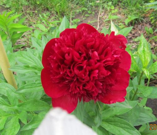 Peony May 30 2013-Red Charm,considered among the top peonies by many growers.