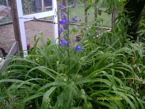blue/purple mystery flowers