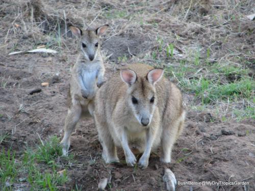 Mother Agile Walllaby and her joey