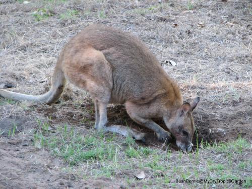 Agile wallaby digging for grass roots