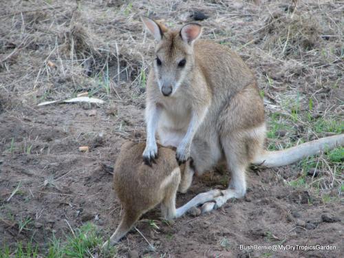 Agile wallaby joey trying to get back into his mother's pouch