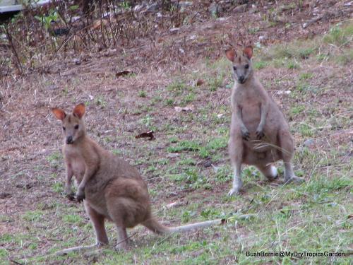 Agile wallabies grazing on our not-so-green grass