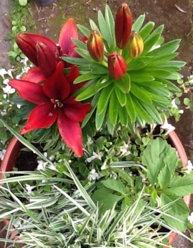 Lilies in pots are starting to bloom
