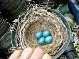 Robin eggs and nest in flower pot