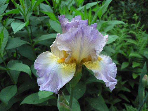 Iris germanica 'Prissy Miss' 6/2/13
