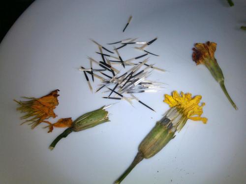 Collecting marigold seeds