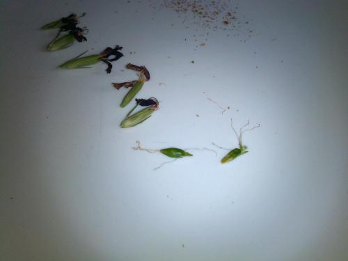 Sweet Williams seed pod (alienish)
